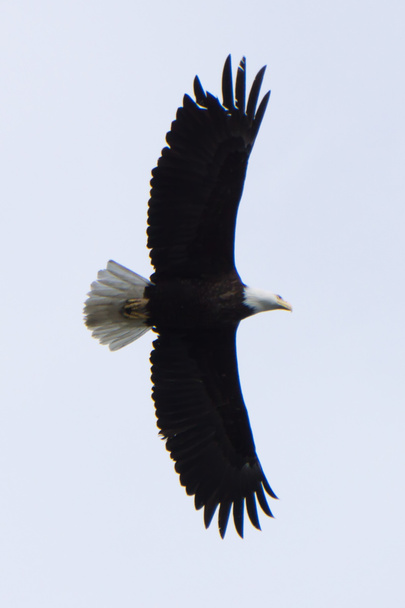 águila calva en vuelo encontrada en Alaska
 - Foto, Imagen