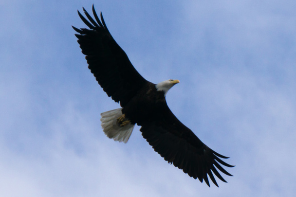 plešatý hlavy orla v letu v Aljašce - Fotografie, Obrázek