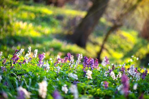 Ontto (latina: Corydalis cava) kukkii metsässä
 - Valokuva, kuva