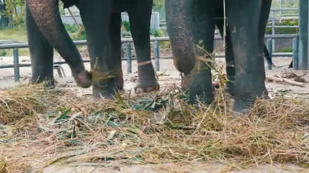 Αλυσοδεμένος στο έδαφος με αλυσίδα ελέφαντας τρώει χόρτο με έναν κορμό - Πλάνα, βίντεο