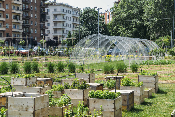 Koncepcja zrównoważonego rozwoju rolnictwa miejskich, zrobione w Mediolan, Lombardia, Włochy. - Zdjęcie, obraz