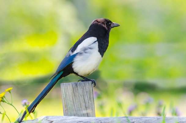 Side view of a Common Magpie Pica pica, single bird on post - Photo, Image
