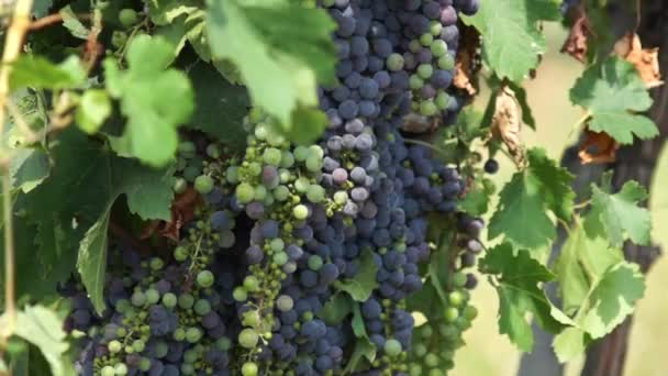 Szőlőfürtök vörös szőlőben lóg. Sorok a pinot noir szőlő készen kell kitárolni szőlőben napkeltekor - Felvétel, videó