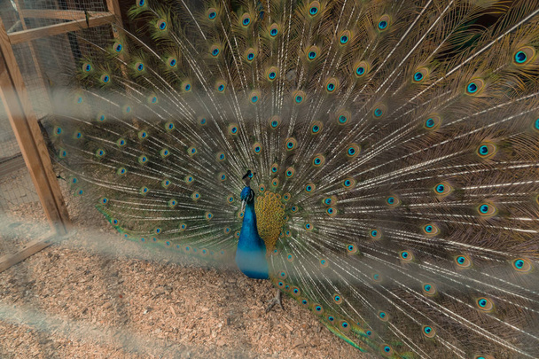 Peacock. Peacock in a cage - Zdjęcie, obraz