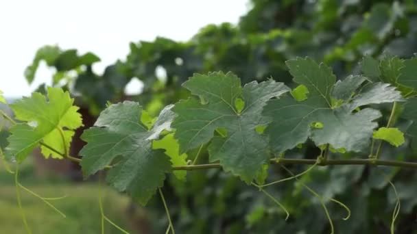 Szőlőfürtök lóg a szőlő. Sorok a pinot noir szőlő készen kell kitárolni szőlőben napkeltekor - Felvétel, videó