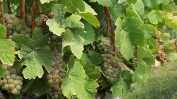 Szőlőfürtök lóg a szőlő. Sorok a pinot noir szőlő készen kell kitárolni szőlőben napkeltekor - Felvétel, videó