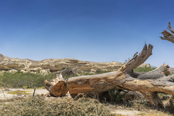 Dev ağaç gövdesi Namibe çölde vaha düşmüş. Afrika. Angola. - Fotoğraf, Görsel