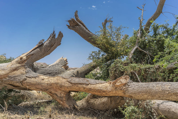 Giant tree trunk fallen in the oasis of the Namibe Desert. Africa. Angola. - Photo, image