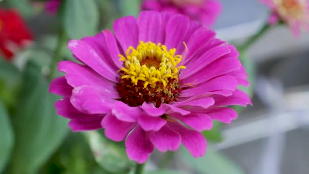 Květinová zahrada fialová fialová barva - Záběry, video