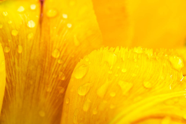 Los pétalos del tulipán amarillo con las gotas del rocío matutino - el primer plano - el fondo amarillo abstracto
 - Foto, imagen