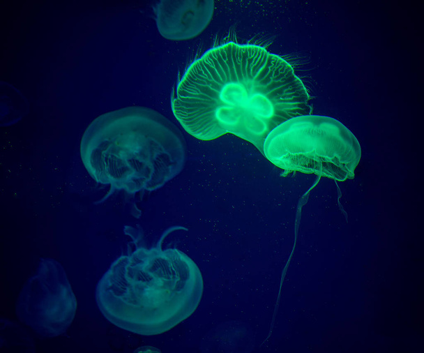 Medusa Small jellyfish in glass cabinet. - 写真・画像