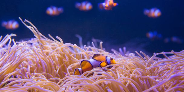 Sea anemone and clown fish in marine aquarium - Фото, изображение
