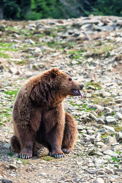 barna medve mutatja a nyelvét - Fotó, kép