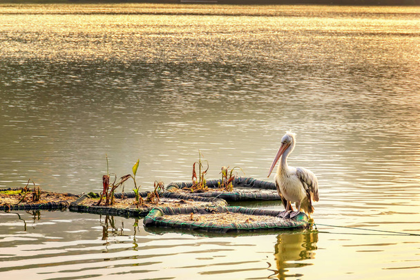 Pelikán ül a lenyugvó nap sugaraiban a vízen - Fotó, kép