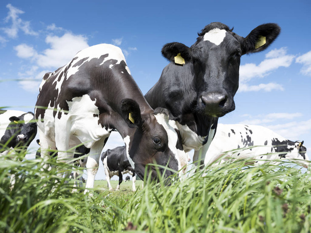 black and white cows in green grassy meadow under blue sky near amersfoort in holland - Фото, зображення