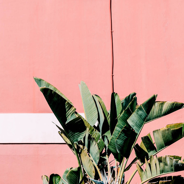 Fashion content. Plant on pink.  Tropical green mood - 写真・画像