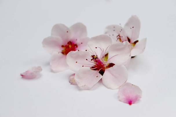 Pink spring blossom  - Фото, изображение