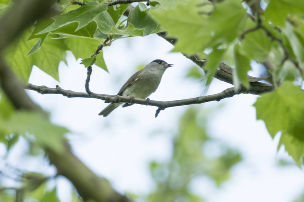 male blackcap with worm in the beak on tree - Photo, Image