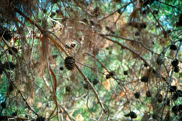 Cedar branches with cones. - Photo, Image
