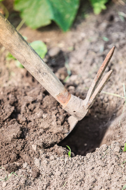 Closeup woman gardener digging soil - Foto, Bild