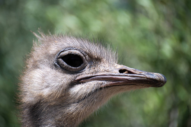 Extrémní zblízka profilu portrét pštros africký - Fotografie, Obrázek