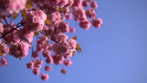 Flores de flor de cerezo rosa pálido que florecen sobre el fondo azul del cielo
. - Metraje, vídeo