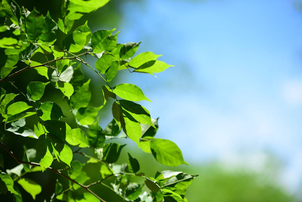 Vihreät lehdet auringonvalossa Puu sademetsässä Thaimaassa
. - Valokuva, kuva