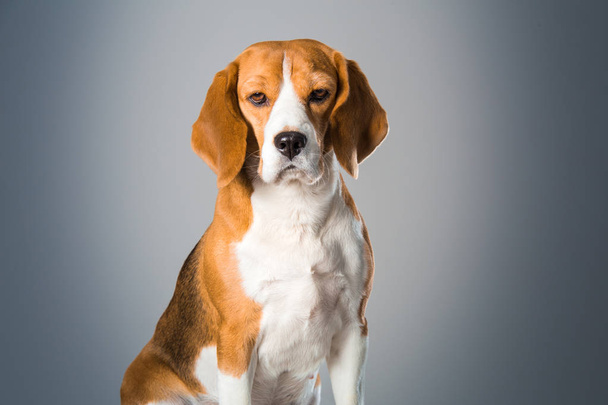 Beagle Dog Portrait in Nahaufnahme - Foto, Bild