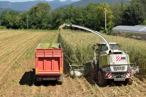 Crushing and maceration of wheat to make bio gas in the Brescia  - Photo, Image