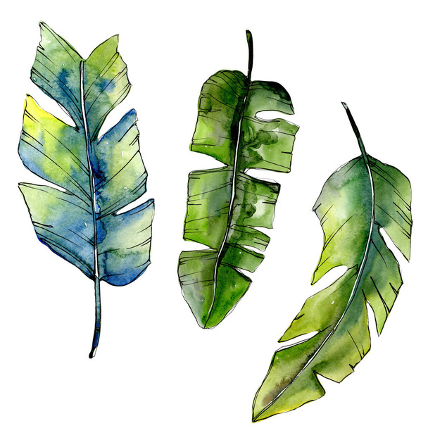 Tropical green lesves  in a watercolor style isolated. - Photo, Image