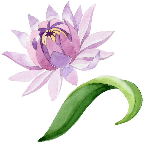 ピンクの睡蓮花植物の花。分離した野生春葉ワイルドフラワー. - 写真・画像