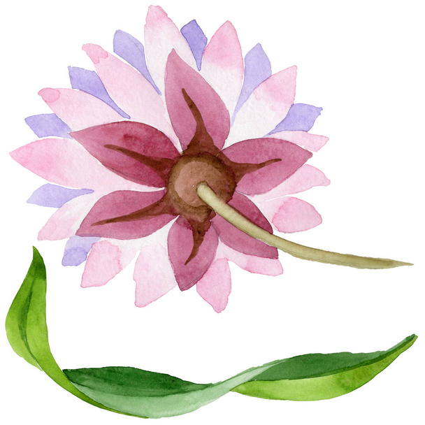 Рожева водяна лілія. Квіткова ботанічна квітка. Дикий весняний лист дикої квітки ізольований
. - Фото, зображення