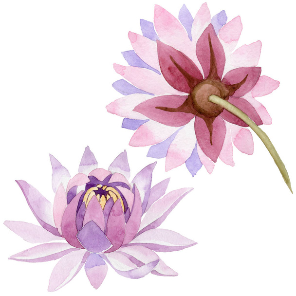Pink water lily. Floral botanical flower. Wild spring leaf wildflower isolated. - 写真・画像