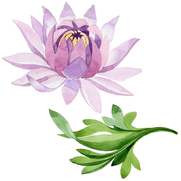 Pink water lily. Floral botanical flower. Wild spring leaf wildflower isolated. - Photo, Image