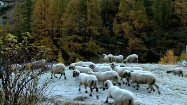 Alpine sheep in snow covered meadow - Footage, Video