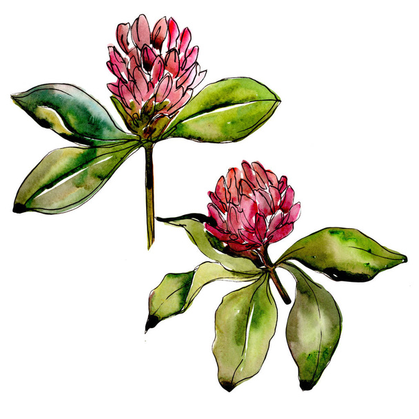 Wildflower klaver bloem in een aquarel stijl geïsoleerd. - Foto, afbeelding