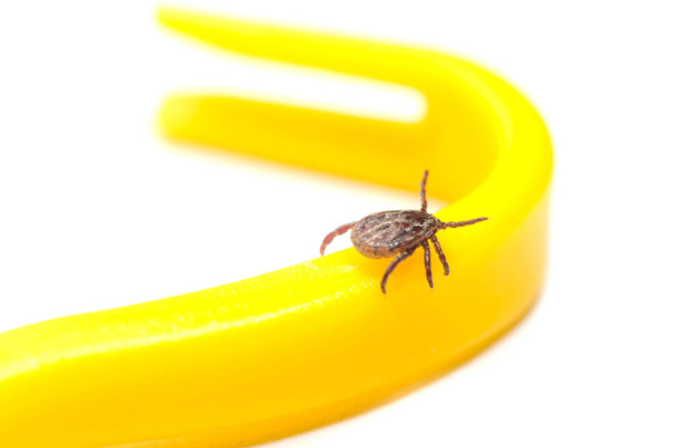 Mite crawls on yellow tweezers to remove ticks on a white background - Foto, afbeelding