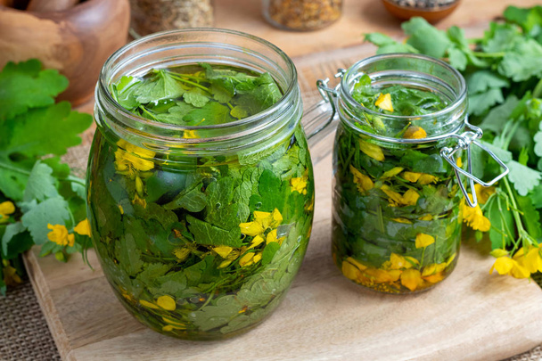 Preparation of greater celandine tincture and infused oil - Photo, Image