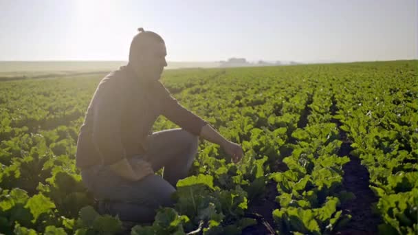 Farmer checking the quality of the sugar beets - Filmati, video