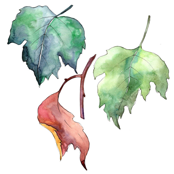 Viburnum foglie in uno stile ad acquerello isolato
. - Foto, immagini