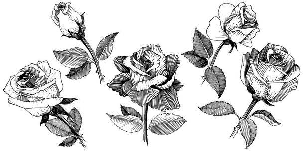 Цветочные розы в изолированном векторном стиле
. - Вектор,изображение
