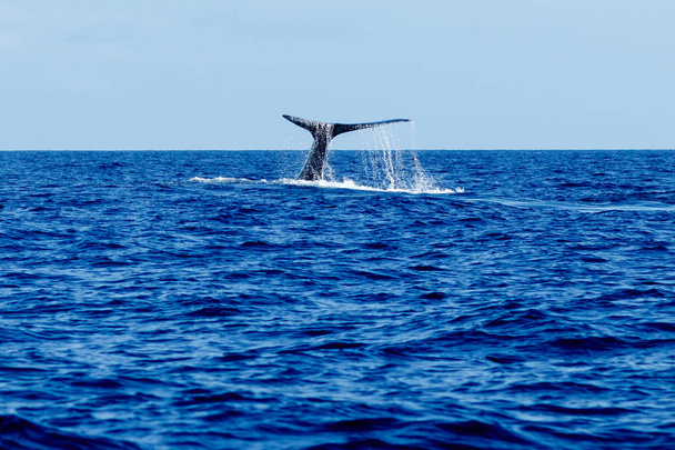 Hosszúszárnyú bálna farka csapott. - Fotó, kép
