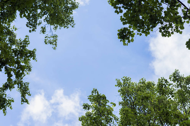 Natural frame, background of blue sky and green leaves, spring, summer. Place for text - Fotografie, Obrázek