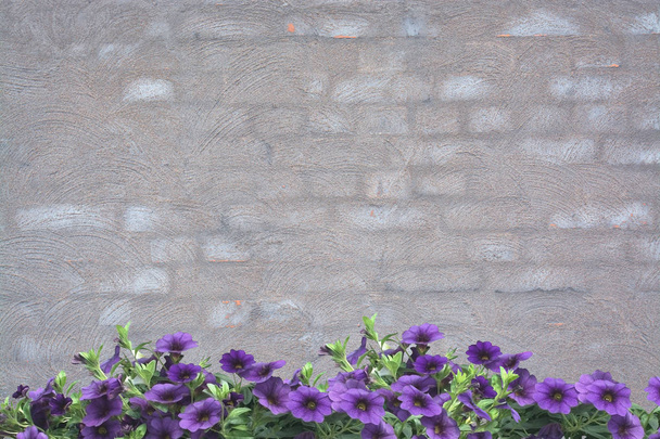 Petunie viola su grigio lavato mattone parete sfondo texture per copia
 - Foto, immagini