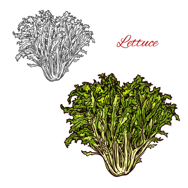 Lettuce vector sketch salad icon - Vector, Image