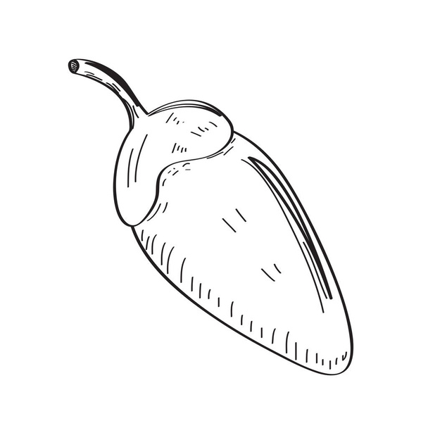 Chili pepper sketch - Vector, afbeelding