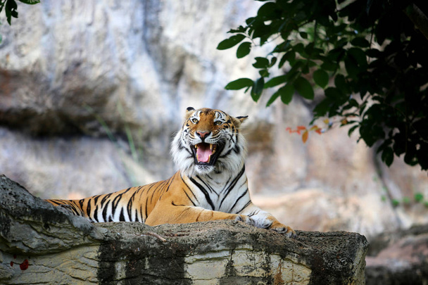 Bengal-Tiger-Aktion - Foto, Bild