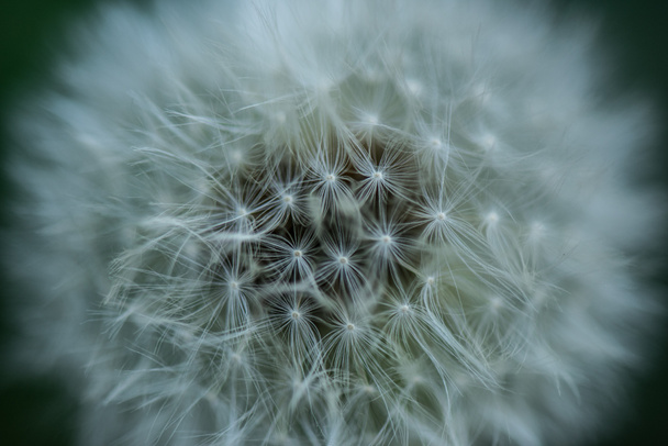 close up view of tender dandelion background - Photo, Image