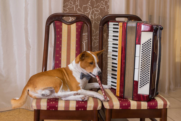 Jeune chien basenji jouer de la pipe tout en étant assis sur une chaise à côté de l'accordéon du maître
 - Photo, image