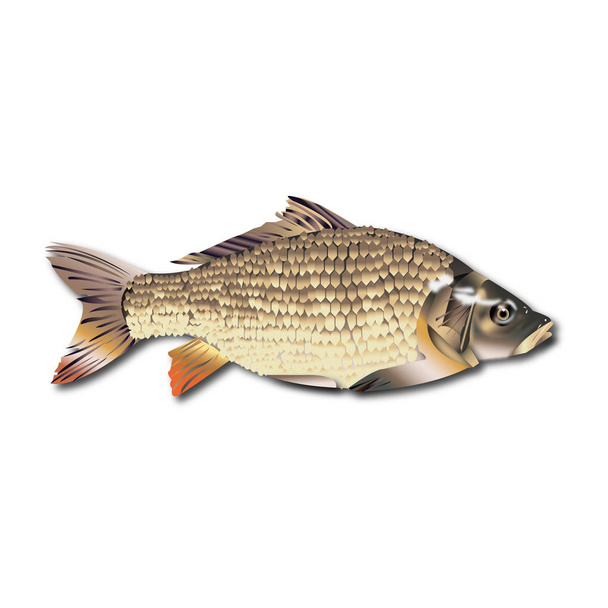 Fish realistic isolated on white background vector illustration - Vector, Image